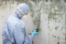 Reliable South Zanesville, OH Mold Removal & Remediation Solutions